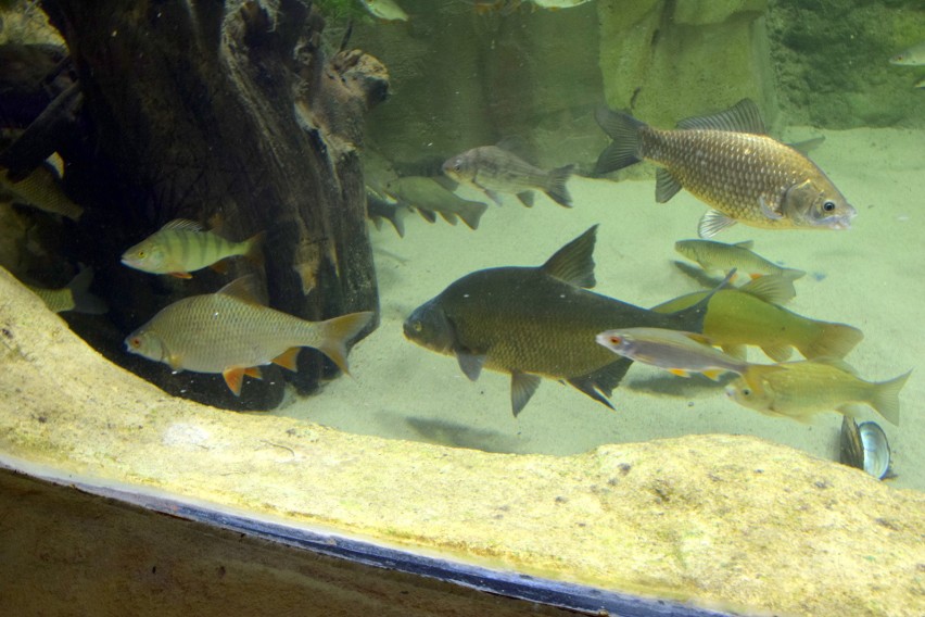 Nidarium - gigantyczne akwarium, nowa atrakcja turystyczna województwa świętokrzyskiego otwarta. Zobacz zdjęcia