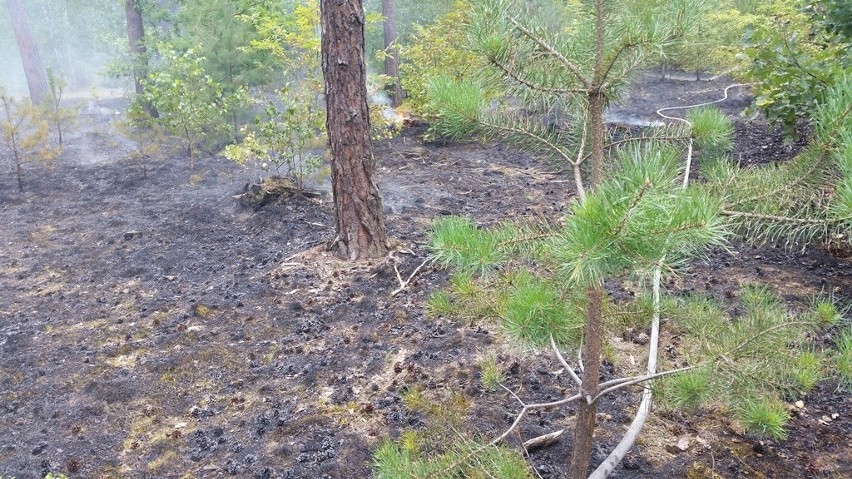 Było blisko groźnego pożaru lasu. Czujni byli koneccy strażnicy miejscy