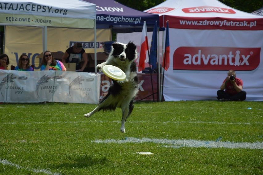 Zawody dogfrisbee czyli Dog Chow Disc Cup 2016 w parku...