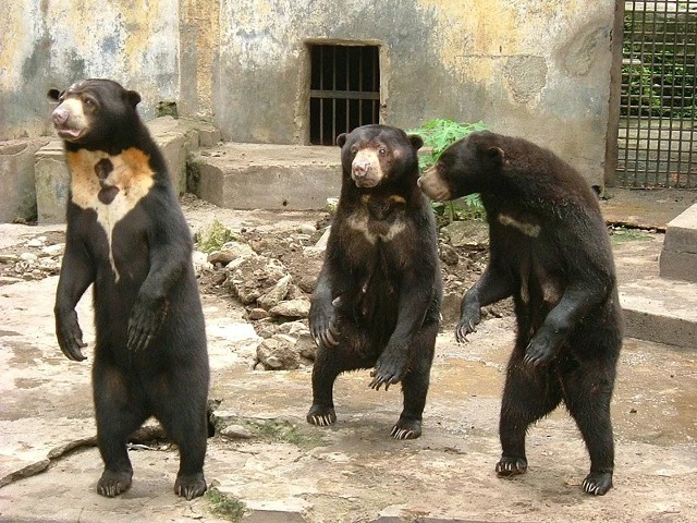 Niedźwiedzie malejskie, zwane również słonecznymi, przypominają niektórymi zachowaniami ludzi.