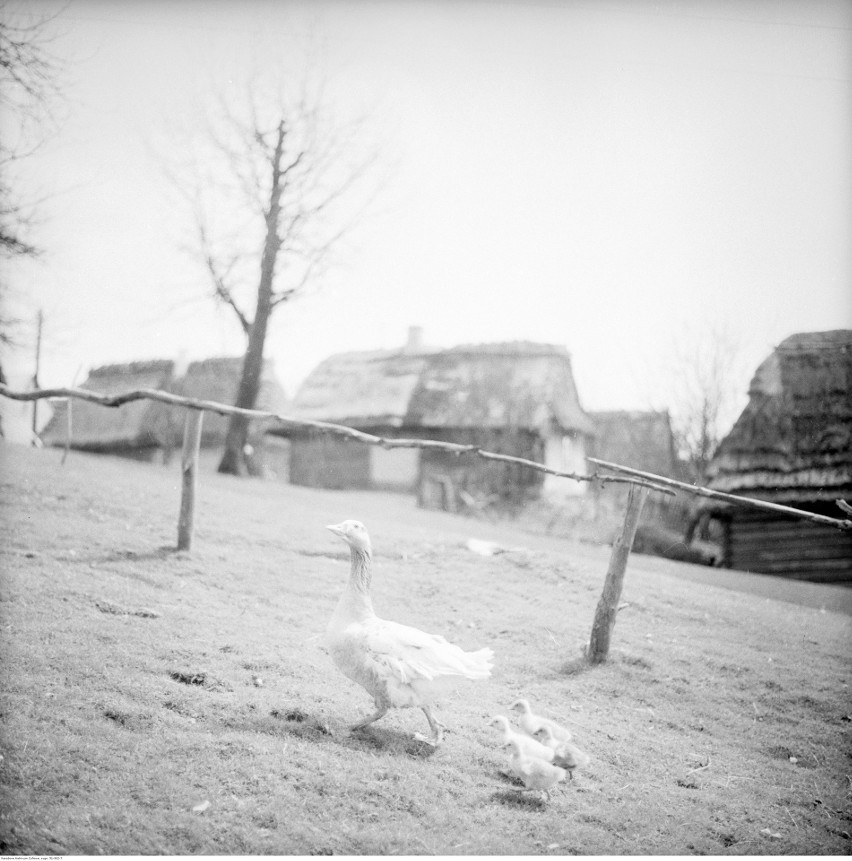 Nierozpoznana wieś na Lubelszczyźnie na archiwalnych zdjęciach
