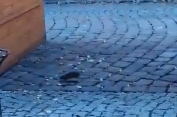 Szczury grasują w biały dzień na ulicy Nowobramskiej. Zdaniem specjalisty, deratyzacja w Słupsku jest robiona tak, że go to nie dziwi