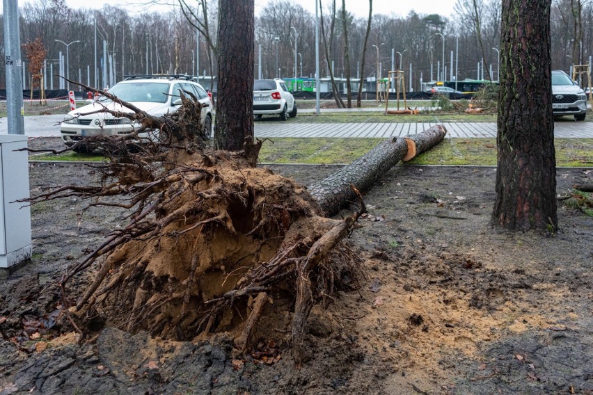 Drzewo runęło na parking przy węźle Głębokie. Co z pozostałymi? Można bezpiecznie parkować?