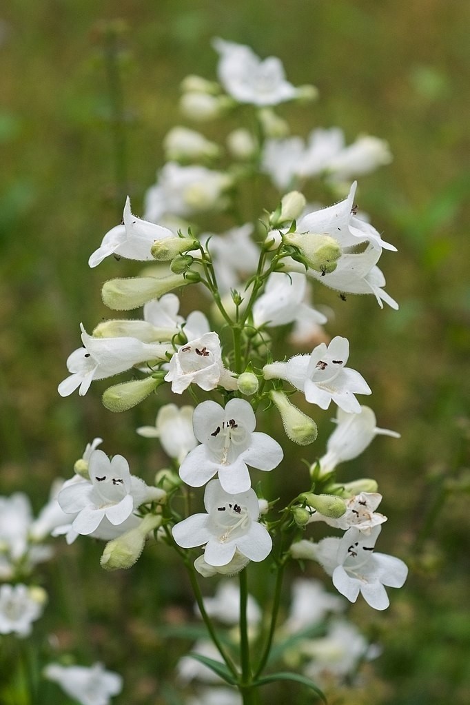 Penstemon palczasty kwitnie na biało, ale są odmiany o...