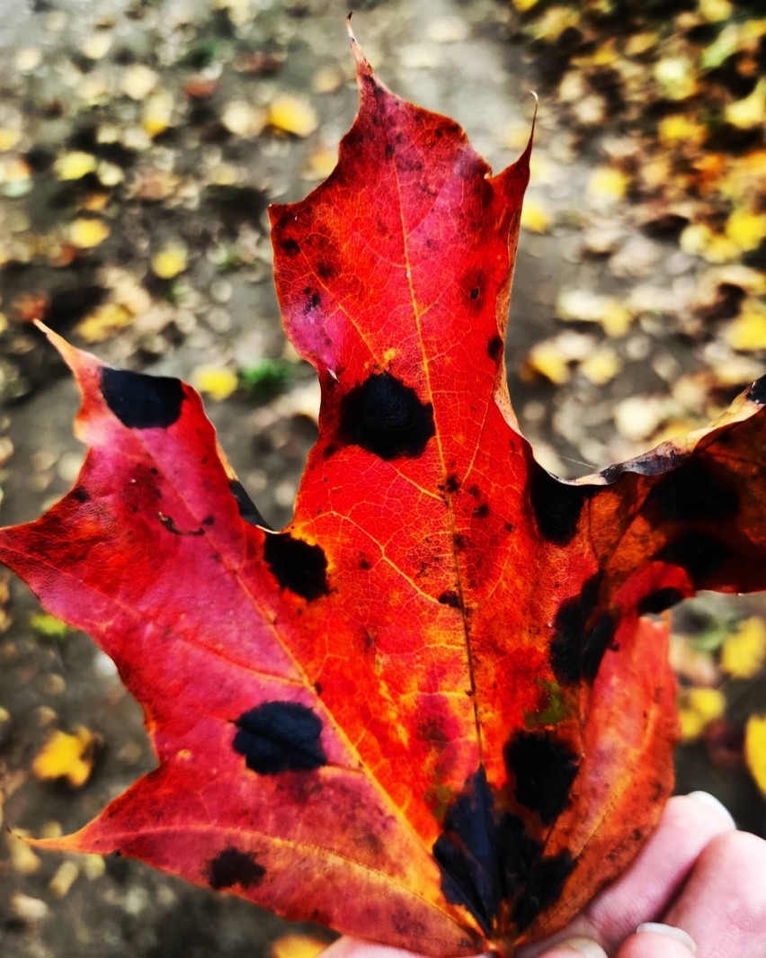Przepiękna złota polska jesień na Kaszubach. Zobaczcie zdjęcia Anny Nideckiej 