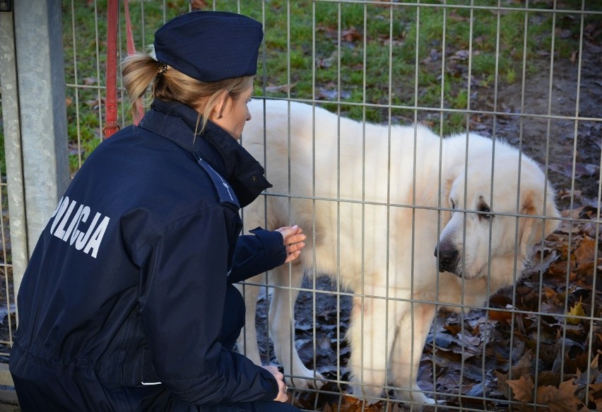 „Karma zamiast fajerwerków” to akcja wymyślona i...