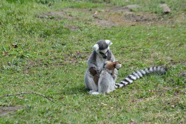 We wrocławskim zoo urodziły się małe lemury katta / Karmienie lemurów we wrocławskim zoo