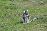 Lemury we wrocławskim zoo. Na świat przyszły maluchy [ZDJĘCIA]