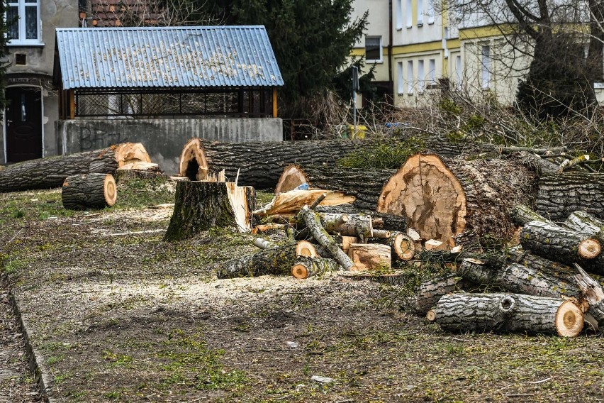 Mieszkańcy Błonia są zaniepokojeni wycinką drzew w rejonie...