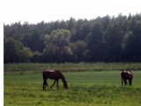 Martwe, zaniedbane i wygłodzone konie. Rolnik znęcał się nad zwierzętami