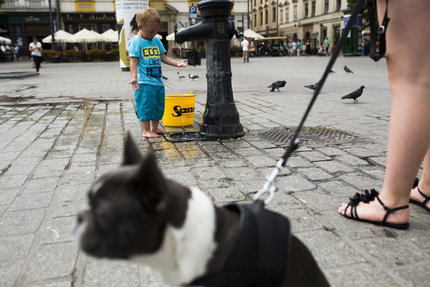 Uwaga na upały! Nie zapominajmy o psach, kotach i ptakach! [ZDJĘCIA]