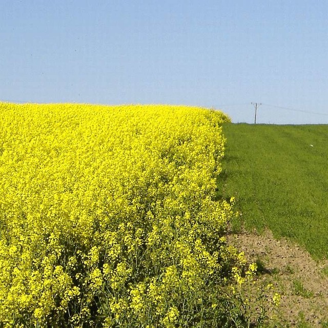 Rolnicy nie wierzą już w biopaliwa.