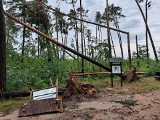 Mnóstwo zniszczeń w Nadleśnictwie Dobrzejewice. Lepiej nie wybierać się tam na spacer! "Chodzi o Wasze życie i zdrowie"