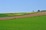 Pył znad Sahary i upały w Świętokrzyskiem. Czy zagraża uprawom?