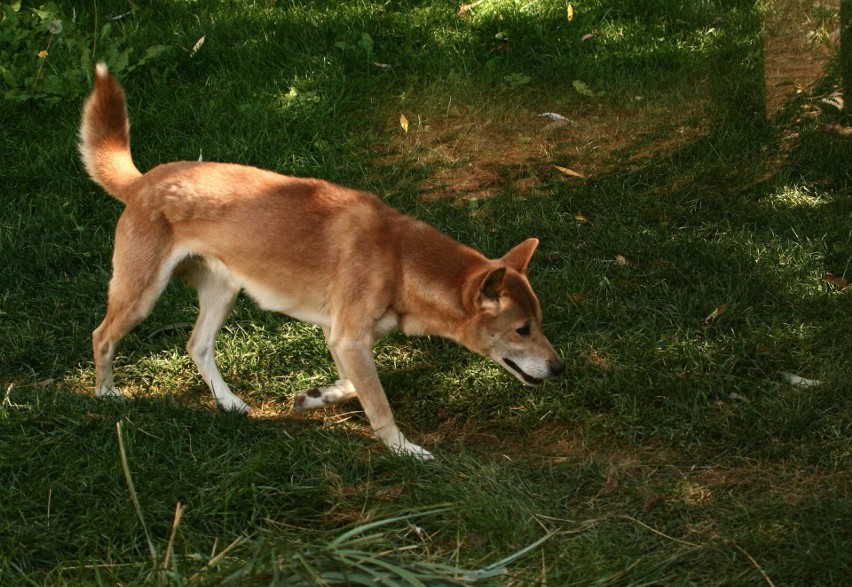 Rasa uznawana za wymarłą na wolności została ponownie...