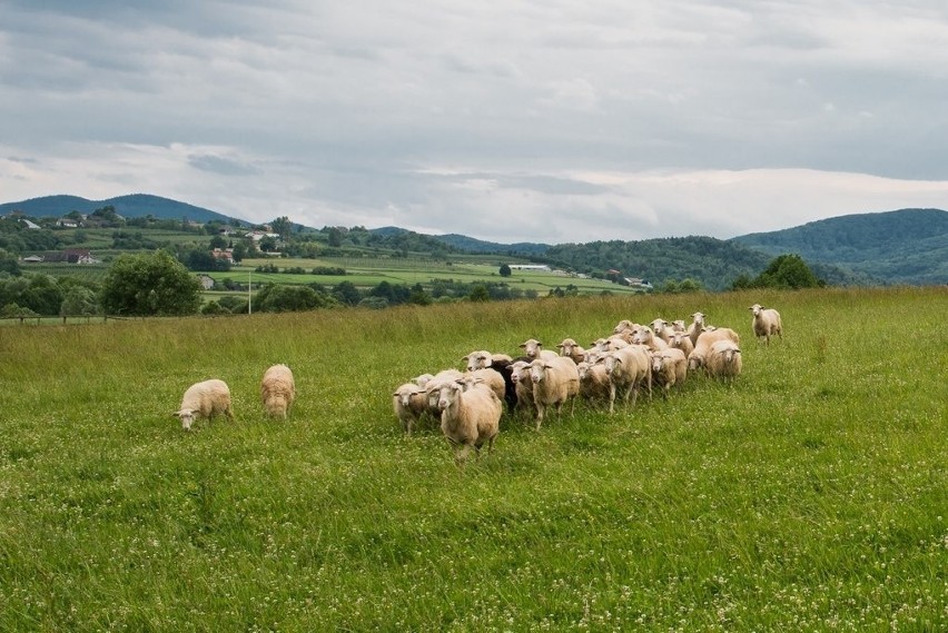 Owce chronią przed rakiem - Jagnięcina i baranina jest lekarstwem 