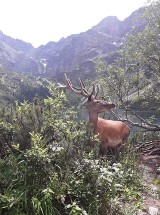 Tatry. Turyści karmią chipsami jelenia z Morskiego Oka 02 08 [ZDJĘCIA]