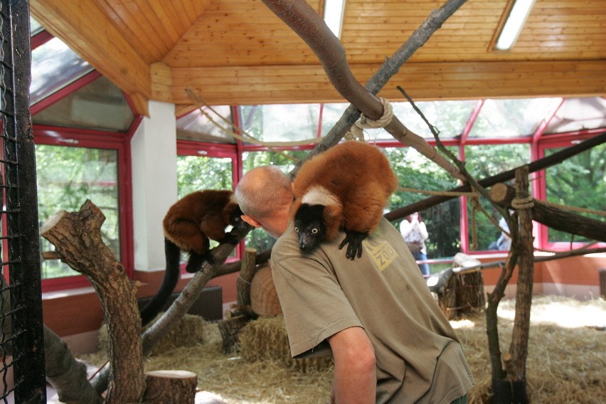 Śląski Ogród Zoologiczny od kuchni