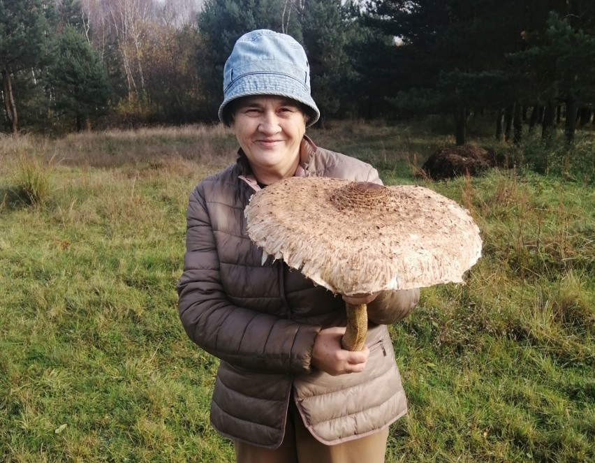 W gminie Suchedniów pani Dorota znalazła gigantyczny okaz kani. Obwód kapelusza to ponad metr