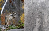 Kolejne ataki wilków w Lubuskiem. Grasują w gminie Maszewo. Atakują psy, owce i inne zwierzęta. Jeden wilk zabrał psa przy drzwiach od domu