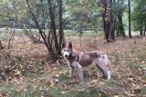 Psy husky przy krajowej "11". Społecznicy podejrzewają, że ktoś pozbył się pseudohodowli