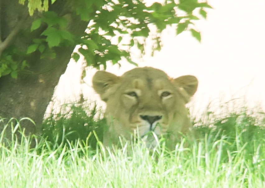 W łódzkim zoo zamieszkała młoda lwica. Przyjechała z jednego...