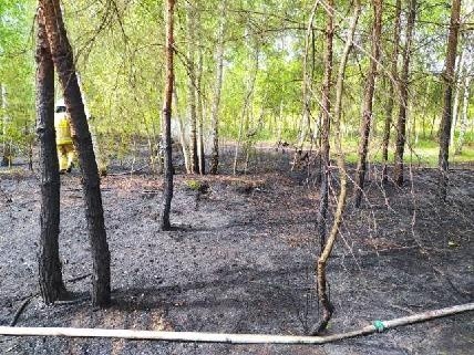 Pożar lasu w gminie Tuczępy. Wiatr przewrócił drzewo na linię energetyczną