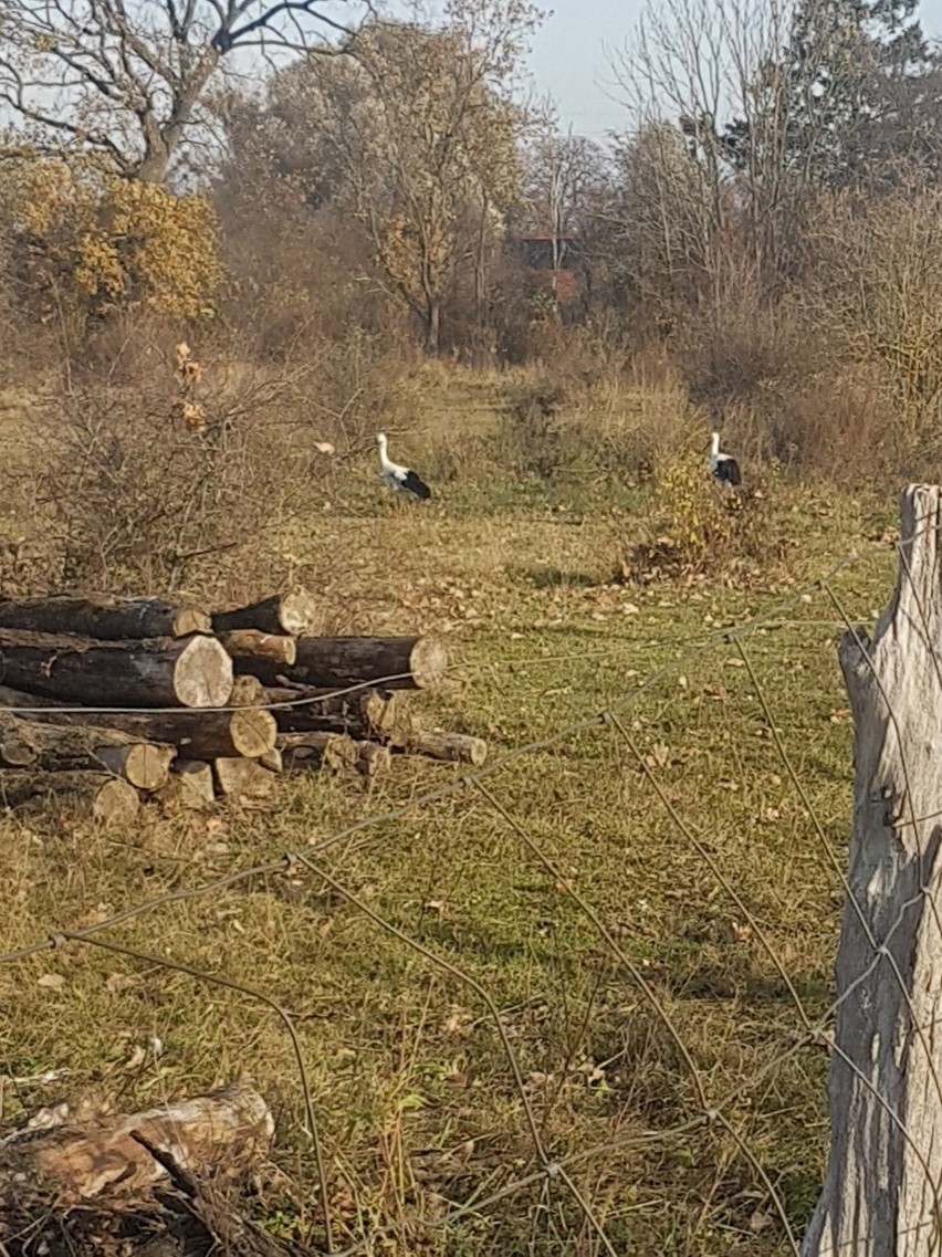 W Myśliborzycach dwa młode bociany nie odleciały do ciepłych krajów na zimę. Kto zajmie się nimi podczas mrozów?