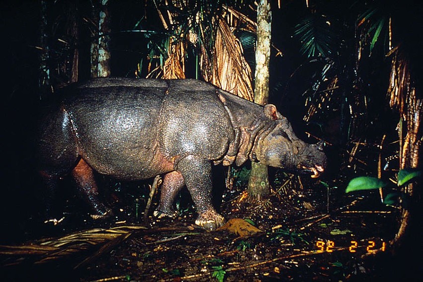 Nosorożec jawajski (Rhinoceros sondaicus) Przetrwały jedynie...