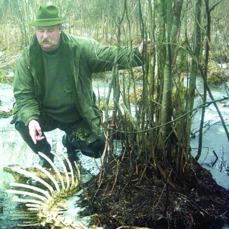 - Tylko to zostało z wielkiego łosia. To, czego nie zabrali kłusownicy, stało się żerem dla wilków - mówi nadleśniczy B. Zieliński.