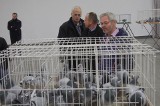 Charytatywna aukcja podczas wystawy gołębi w Kielcach. Zebrano 37 tysięcy złotych