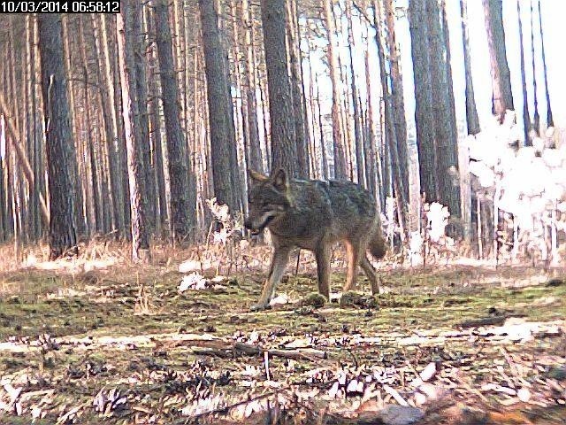 Wilk w obiektywie leśnej kamery w okolicach Lubska.