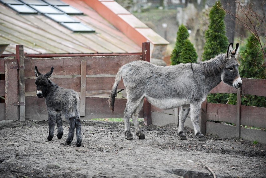 30.12.2019 torun nowy osiolek w zoo fot. jacek smarz /...