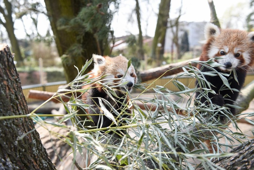 03.04.2019 torun nowe  pandy male w torunskim zoo  zwierzeta...