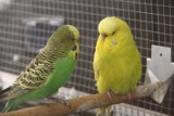 Hodowcy ptaków egzotycznych w Rybniku pokazują kanarki i papugi