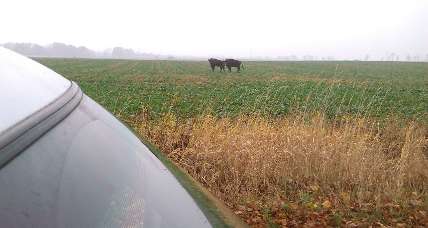 Droga krajowa nr 6, okolice zjazdu w kierunku Białogardu....