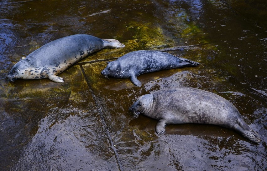 Foki, zoo Gdańsk