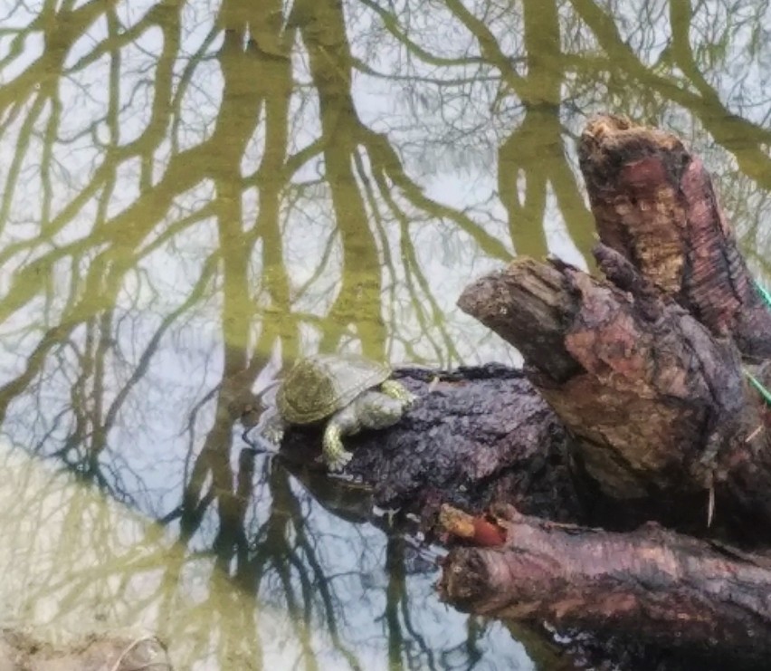 Żółwie już się wybudziły i wygrzewają się w Siewierzu w...