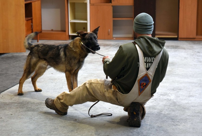 Amerykańscy żołnierze testują psy z hodowli K9Dogs w Nowym...