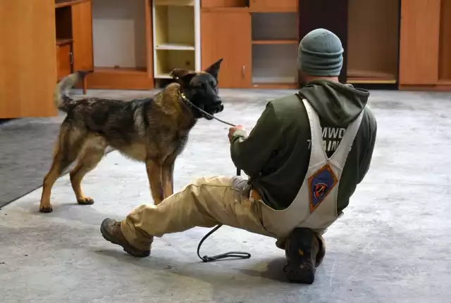 Amerykańscy żołnierze testują psy z hodowli K9Dogs w Nowym Bugaju.