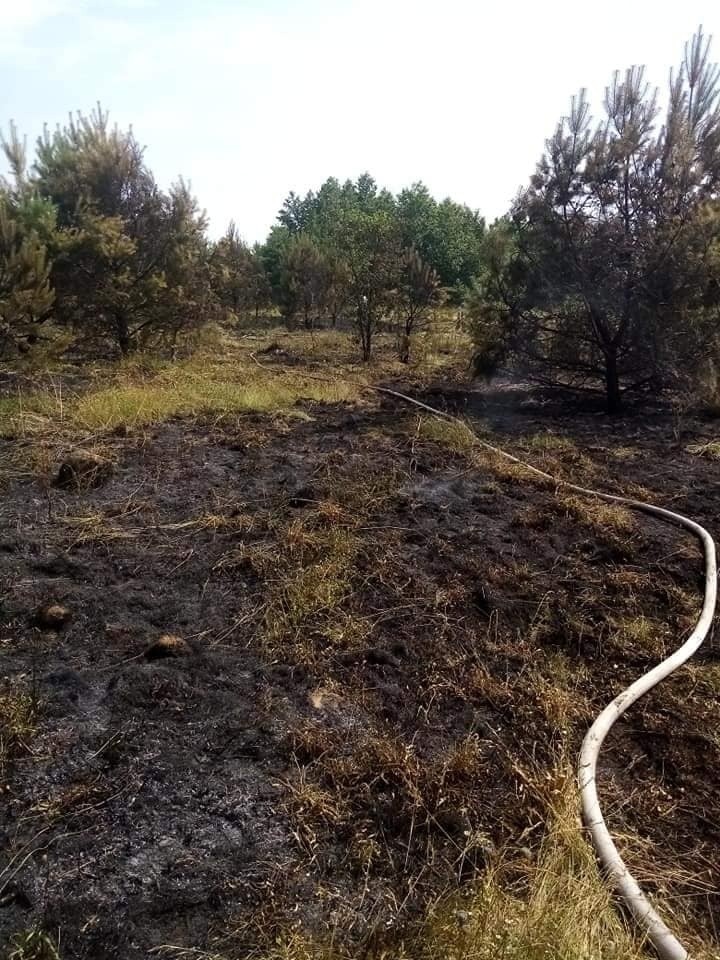 Baciuty - Kolonia. Niebezpieczny pożar traw w pobliżu zabudowań. Kilka zastępów walczyło z żywiołem [ZDJĘCIA]