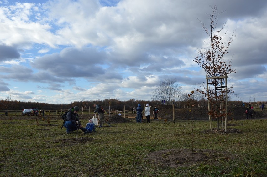 Wrocław: Szybka akcja sadzenia drzeww Parku Tysiąclecia