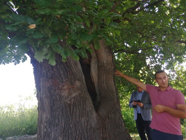 Piotr Chojnacki, wiceprzewodniczący Rady Miasta Sandomierza pokazuje, że trzeba zabezpieczyć dziurę w pniu drzewa, która powoduje, że drzewo może ulec dalszej degradacji.  