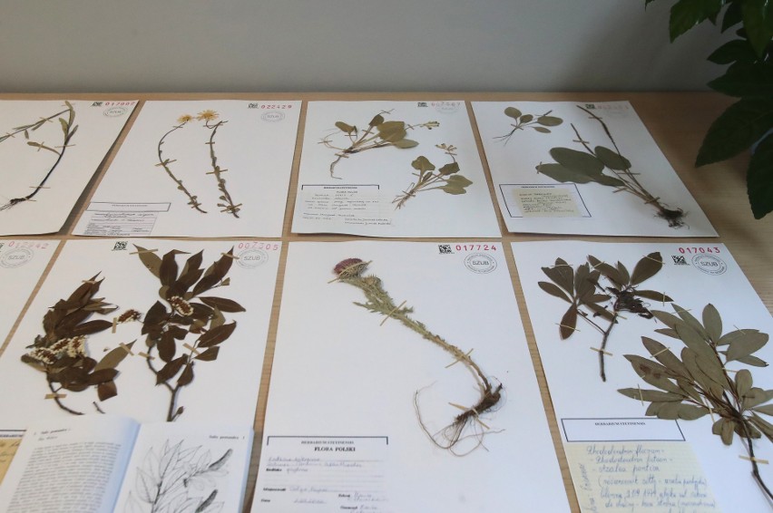 Herbarium Stetinense - cyfrowy zielnik powstał na Uniwersytecie Szczecińskim