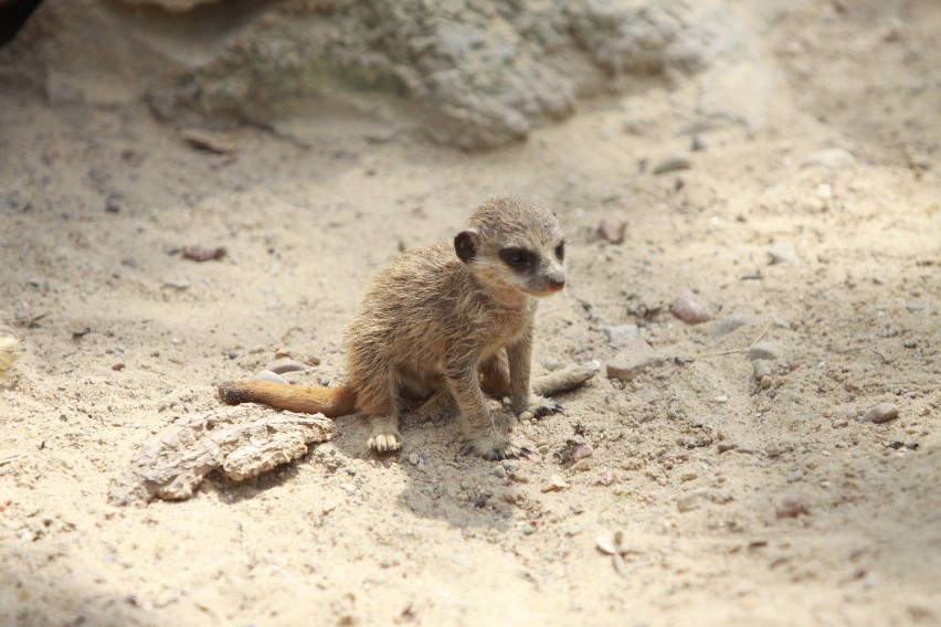 Mały Timon gwiazdą w łódzkim zoo [ZDJĘCIA]