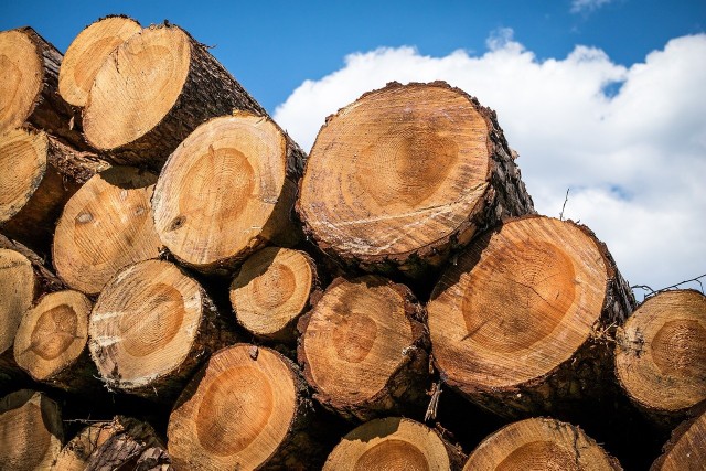Komisja Europejska nie zapowiedziała konkretnych działań w sprawie ominięcia sankcji nałożonych na Rosję i zaimportowaniu do Belgii kilkuset ton rosyjskiego drewna.