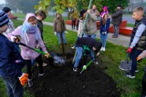 Do końca roku w Toruniu ma być zasadzonych 301 drzew