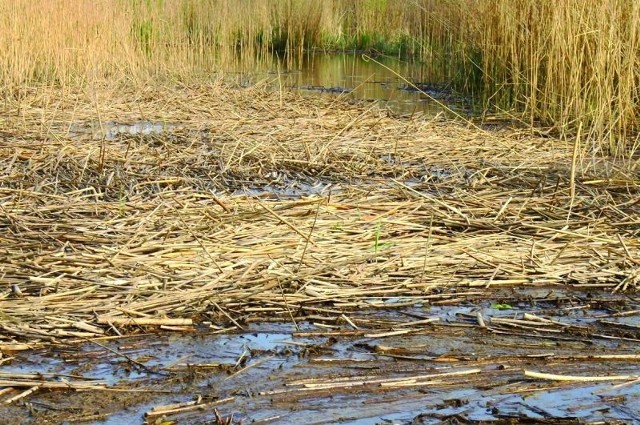 Hołdy trzciny, które zalegają na brzegach jeziora Gremzdy tamują odpływ dwóch rzek