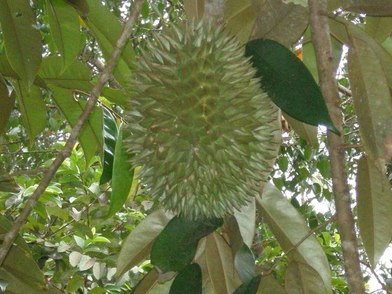 Durian - król owoców...