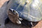 W Lublinie na śmietniku znaleziono żółwia. Ekspert: Nietrafione prezenty są po świętach wyrzucane